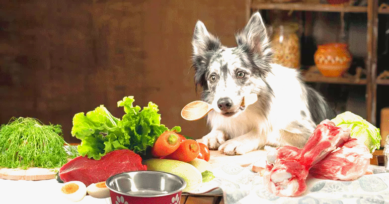 cachorro se alimentando com alimentacao natural