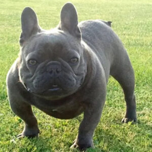 bulldog frances azul com pernas tortas e olhos saltados