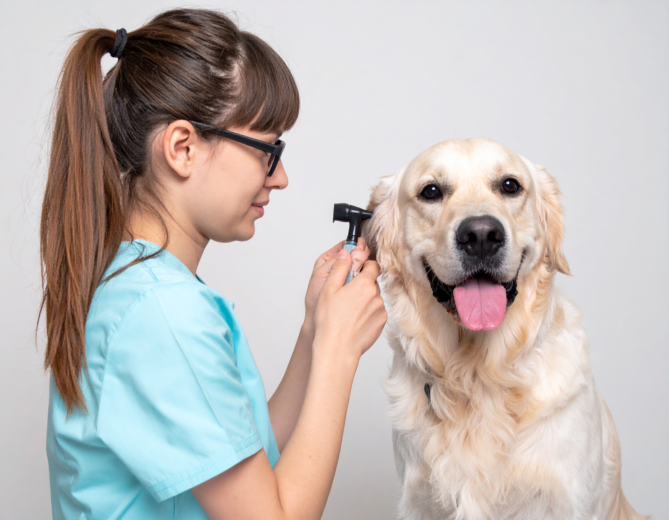 Veterinária examinando ouvido de cachorro para diagnóstico de dor de ouvido, cuidado e tratamento em pets